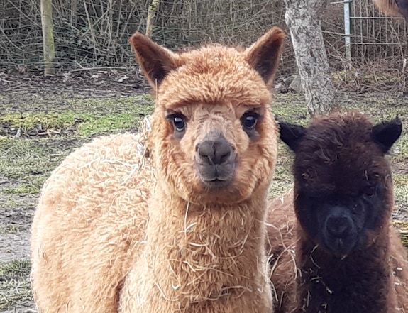 Lama- und Alpakawandern in Rheinhessen. Mit Lamas und Alpakas einen unvergesslichen Tag erleben.