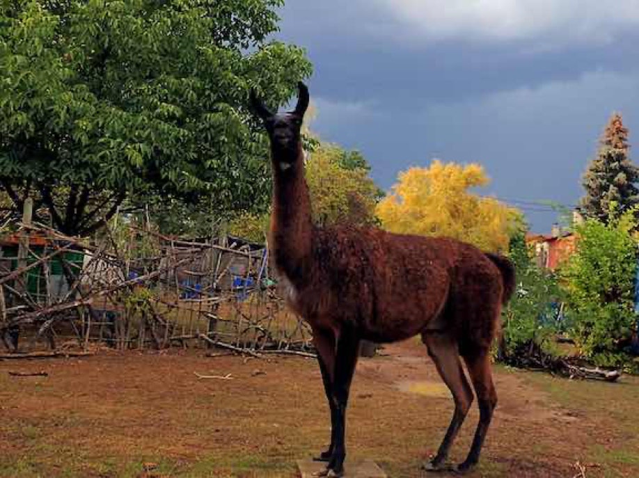 Lama- und Alpakawandern in Rheinhessen. Mit Lamas und Alpakas einen unvergesslichen Tag erleben.