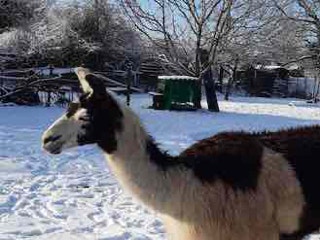 Lama- und Alpakawandern in Rheinhessen. Mit Lamas und Alpakas einen unvergesslichen Tag erleben.