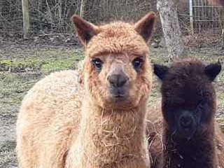 Lama- und Alpakawandern in Rheinhessen. Mit Lamas und Alpakas einen unvergesslichen Tag erleben.