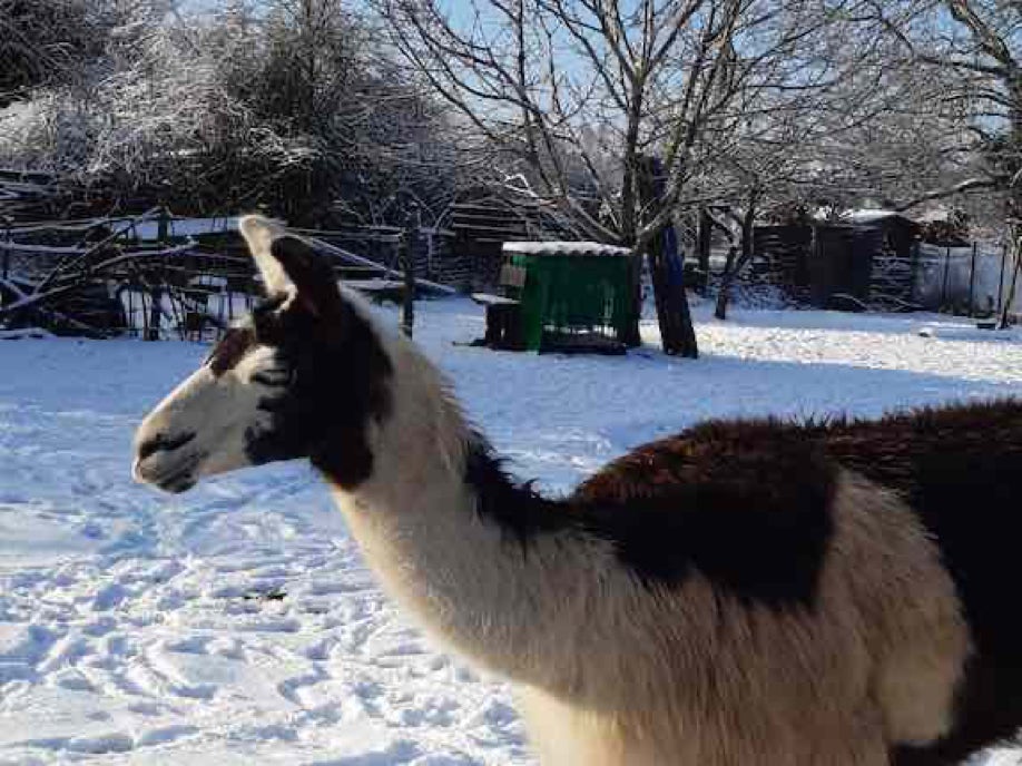 Lama- und Alpakawandern in Rheinhessen. Mit Lamas und Alpakas einen unvergesslichen Tag erleben.