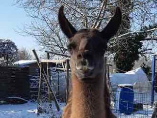 Lama- und Alpakawandern in Rheinhessen. Mit Lamas und Alpakas einen unvergesslichen Tag erleben.