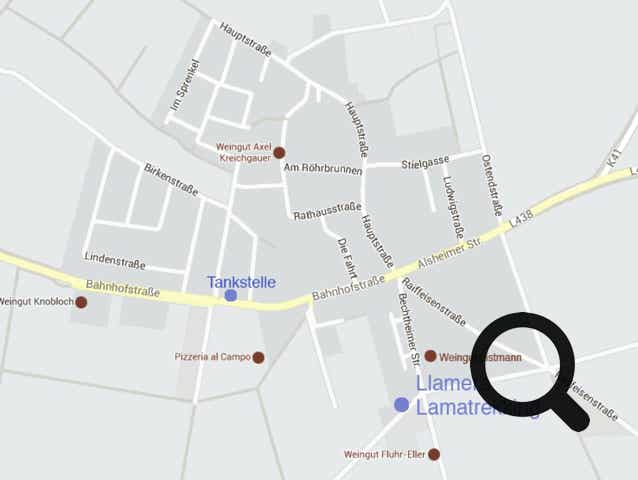 Lama- und Alpakawandern in Rheinhessen. Mit Lamas und Alpakas einen unvergesslichen Tag erleben.